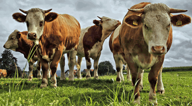 The Four Kinds of Cows In An Organization